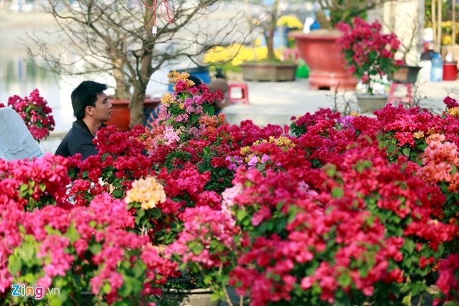 Hàng trăm loại hoa khác nhau cùng khoe sắc phục vụ người chơi Tết.