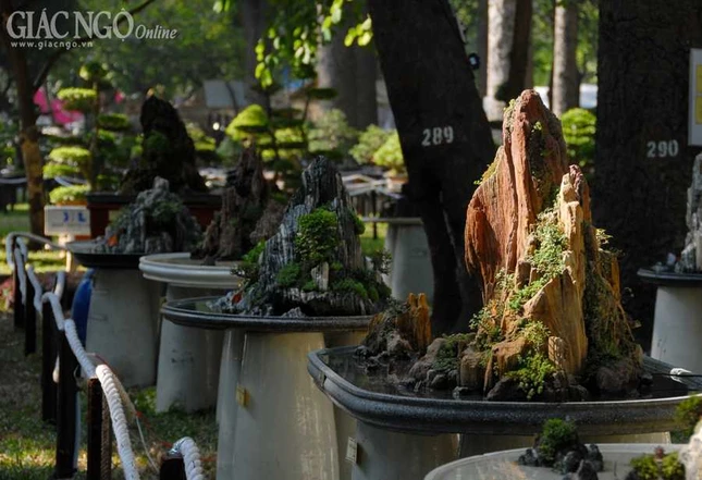 TP.HCM: Ngắm hội hoa xuân Giáp Ngọ 2014 ảnh 21 BTN_0095.JPG