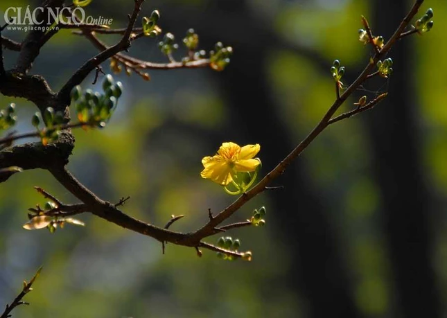 TP.HCM: Ngắm hội hoa xuân Giáp Ngọ 2014 ảnh 25 BTN_0131.JPG