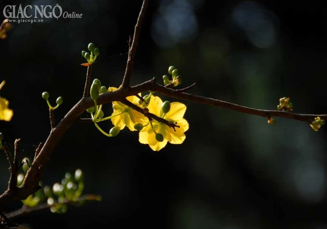 TP.HCM: Ngắm hội hoa xuân Giáp Ngọ 2014 ảnh 27 BTN_0134.JPG