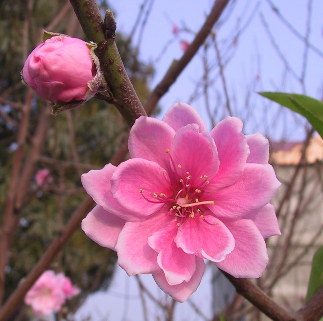 Chiều Mồng Ba ảnh 1 h3.jpg