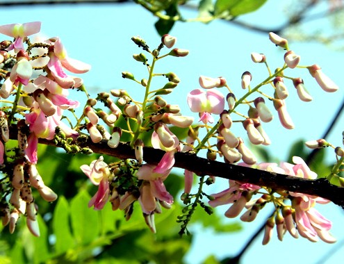 Hàng năm, mỗi độ xuân về, vườn đỗ mai khoe sắc thắm từng chùm màu hồng phấn hoặc trắng trông giống vườn hoa anh đào ở đất nước Nhật Bản. 4-1-Anh-3-Vuon-do-mai-9482-1391482836.jp