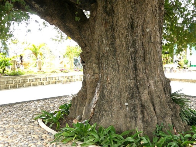 Gốc cây me hơn 8 mét.JPG