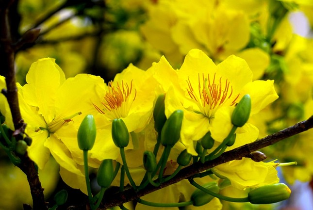 Mùa xuân nói với em câu gì? ảnh 1 mua xuan.jpg