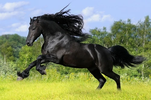 "Tỉnh thức giữa quần mê..." ảnh 1 1 ngua.jpg