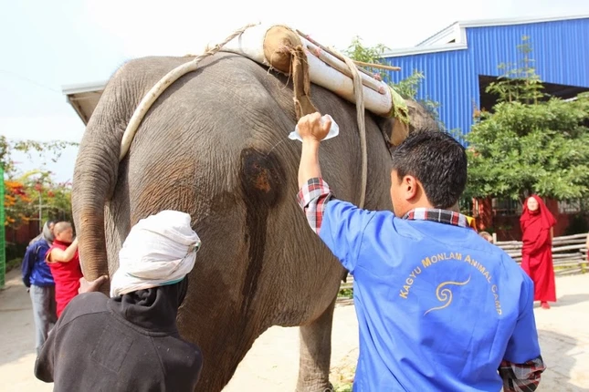 Trại Động vật Kagyu Monlam tại Bồ Đề Đạo Tràng ảnh 3 1 anh VCH 4.JPG