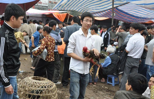 HÌNH ẢNH ĐÁ GÀ CÁ ĐỘ ĐÃ KHÔNG CÒN XUẤT HIỆN Ở LỄ HỘI CHÙA DUỆ TÚ.jpg