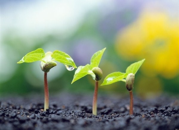 Tương thuận ảnh 1 dong doi.jpg