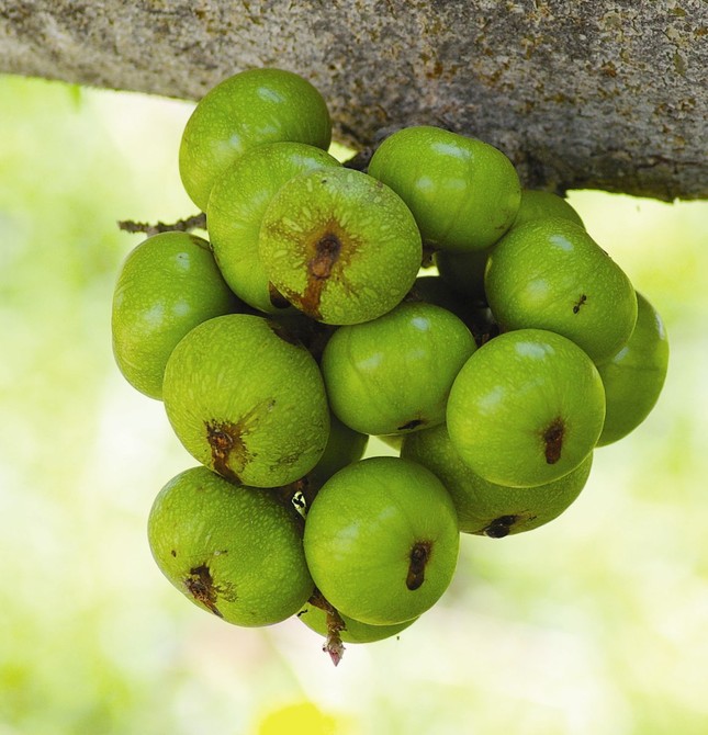 Trái sung chữa tan sỏi túi mật ảnh 1 qua_sung.jpg