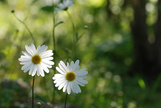 anh minh hoa truyen.jpg