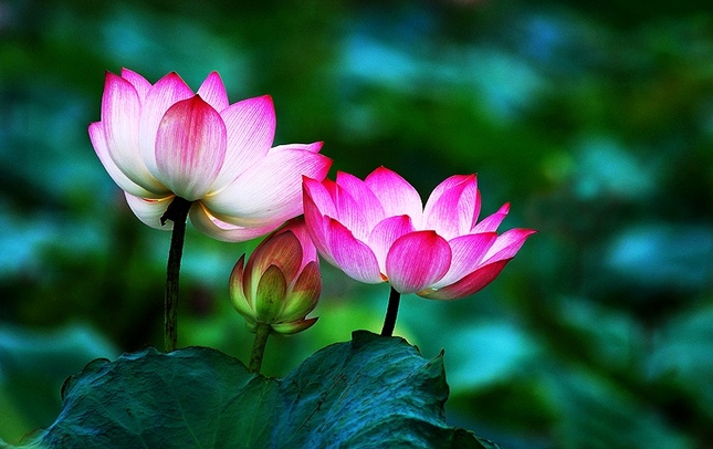 Ba nghiệp thanh tịnh ảnh 1 chinese-lotus-flower-meaning.jpg