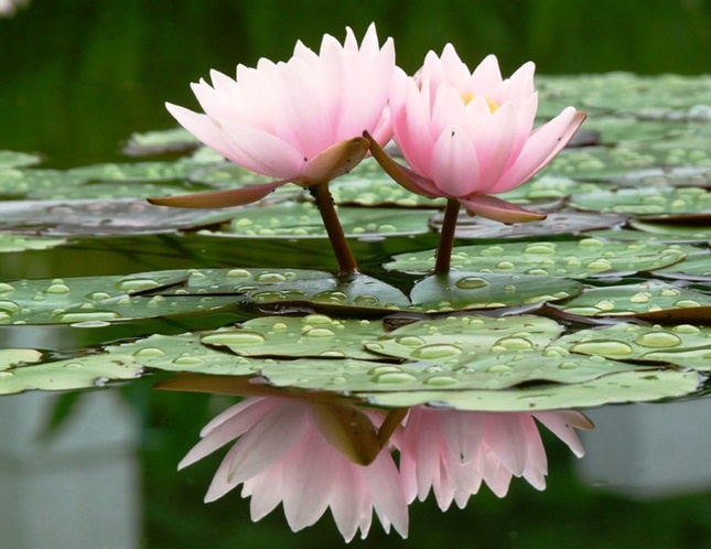 suy nghiem loi phat.jpg