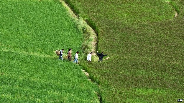 Âm nhạc Phật giáo làm tăng năng suất cây trồng ảnh 1 greenriceafp.jpg