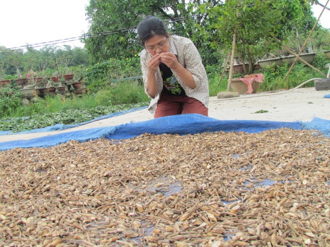 Làm nhang từ lá cỏ vườn nhà ảnh 2 Đánh giá mùi hương lá phơi để làm nhang - Ảnh: Bảo Châu