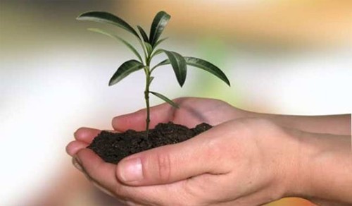 Con sẽ về thăm cô, thăm chùa... ảnh 1 gieo-mam-1.jpg