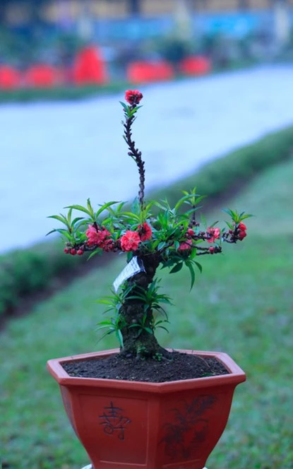 Ngắm đào Thất Thốn tiến vua tuyệt đẹp ảnh 10