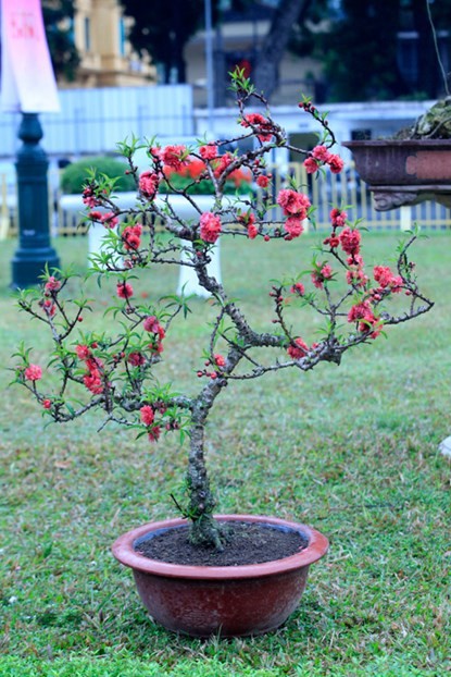 Ngắm đào Thất Thốn tiến vua tuyệt đẹp ảnh 11 Ngắm đào Thất Thốn tiến vua tuyệt đẹp ảnh 11