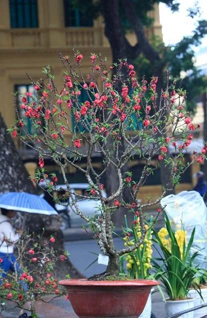 Ngắm đào Thất Thốn tiến vua tuyệt đẹp ảnh 12