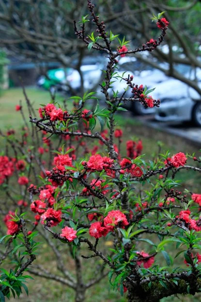 Ngắm đào Thất Thốn tiến vua tuyệt đẹp ảnh 3