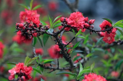 Ngắm đào Thất Thốn tiến vua tuyệt đẹp ảnh 4 Ngắm đào Thất Thốn tiến vua tuyệt đẹp ảnh 4