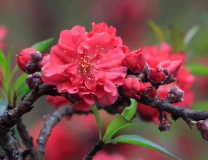 Ngắm đào Thất Thốn tiến vua tuyệt đẹp ảnh 5 Ngắm đào Thất Thốn tiến vua tuyệt đẹp ảnh 5