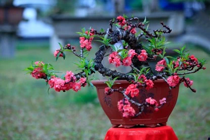 Ngắm đào Thất Thốn tiến vua tuyệt đẹp ảnh 1