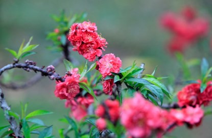 Ngắm đào Thất Thốn tiến vua tuyệt đẹp ảnh 6 Ngắm đào Thất Thốn tiến vua tuyệt đẹp ảnh 6