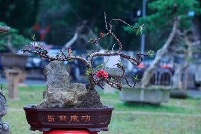 Ngắm đào Thất Thốn tiến vua tuyệt đẹp ảnh 8