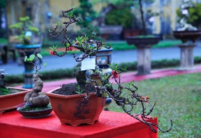 Ngắm đào Thất Thốn tiến vua tuyệt đẹp ảnh 9