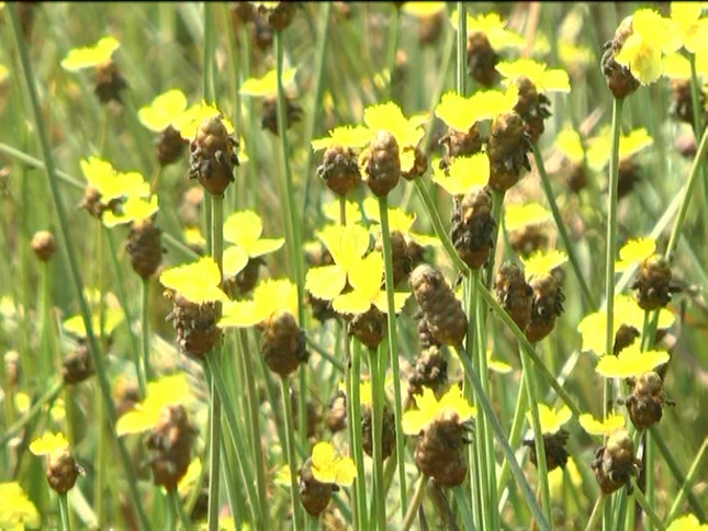 Hoa Hoang dau an.jpg