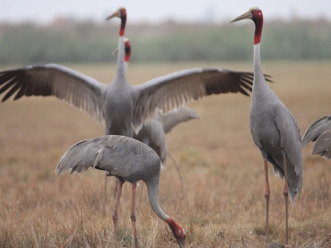 Seu mua tai Vuon QGTC-Anh-NgVHung.jpg