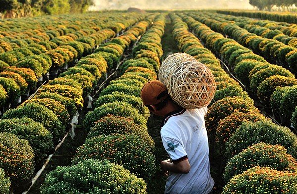 Làng hoa Tân Quy Đông (Sa Đéc) vào xuân - Ảnh 6