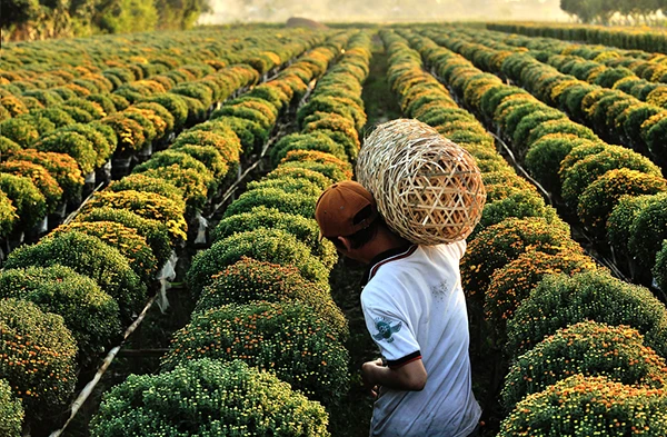 Làng hoa Tân Quy Đông (Sa Đéc) vào xuân - Ảnh 6