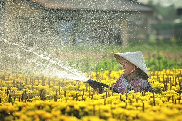 Làng hoa Tân Quy Đông (Sa Đéc) vào xuân - Ảnh 9