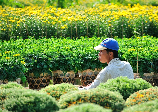 Làng hoa Tân Quy Đông (Sa Đéc) vào xuân - Ảnh 4