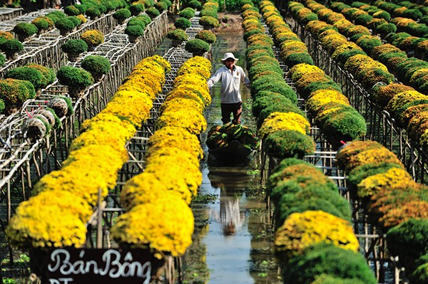 Làng hoa Tân Quy Đông (Sa Đéc) vào xuân - Ảnh 8