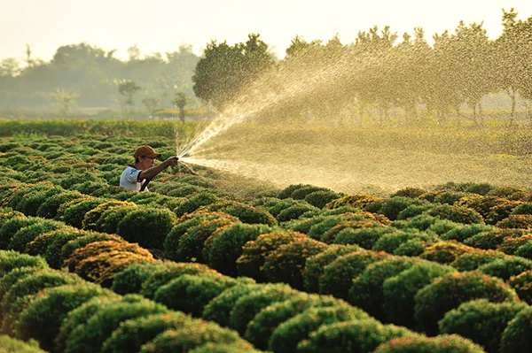 Làng hoa Tân Quy Đông (Sa Đéc) vào xuân - Ảnh 11