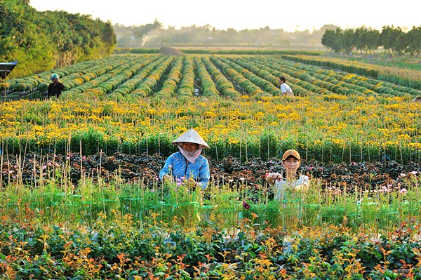 Làng hoa Tân Quy Đông (Sa Đéc) vào xuân - Ảnh 12
