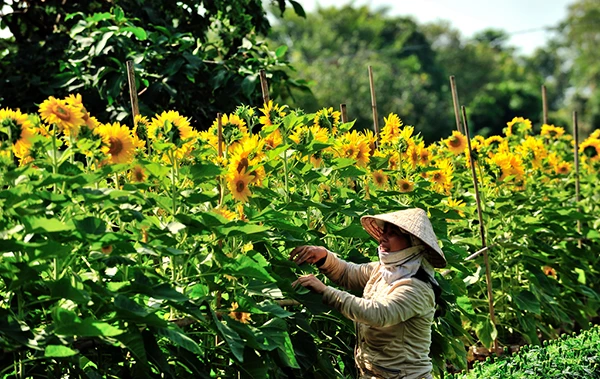 Làng hoa Tân Quy Đông (Sa Đéc) vào xuân - Ảnh 2