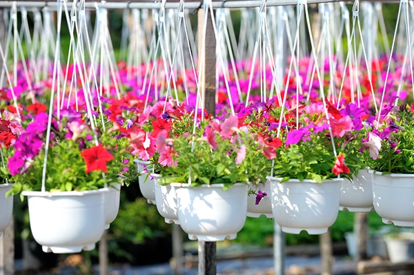 Làng hoa Tân Quy Đông (Sa Đéc) vào xuân - Ảnh 3