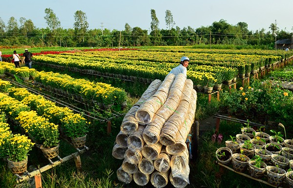 Làng hoa Tân Quy Đông (Sa Đéc) vào xuân - Ảnh 4