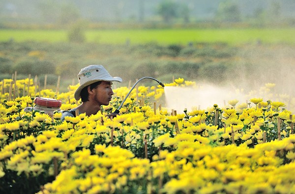 Làng hoa Tân Quy Đông (Sa Đéc) vào xuân - Ảnh 5