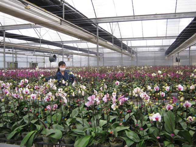 Hà Nội: Nở rộ hoa, cây chơi Tết ảnh 1 IMG_1696.jpg