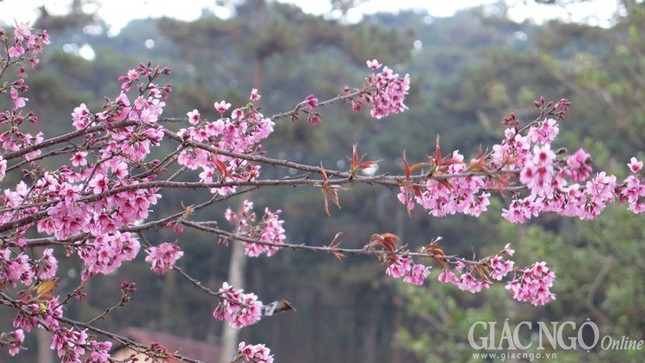dalat01.jpg