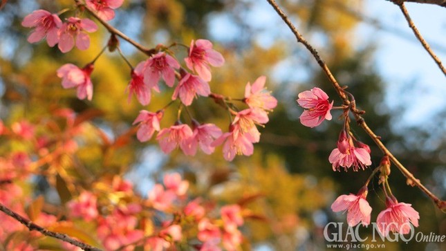 Ngắm mai anh đào tuyệt đẹp giữa Đà Lạt ngàn hoa ảnh 3 dalat02.jpg