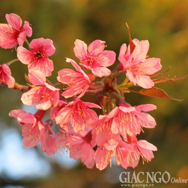 Ngắm mai anh đào tuyệt đẹp giữa Đà Lạt ngàn hoa ảnh 2 dalat03.jpg