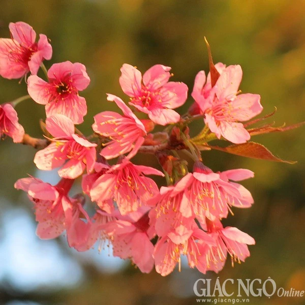 Ngắm mai anh đào tuyệt đẹp giữa Đà Lạt ngàn hoa ảnh 2 dalat03.jpg