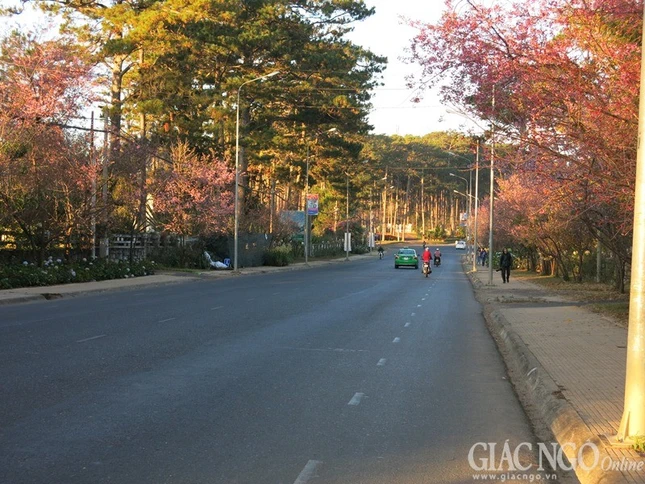 Ngắm mai anh đào tuyệt đẹp giữa Đà Lạt ngàn hoa ảnh 4 dalat04.jpg