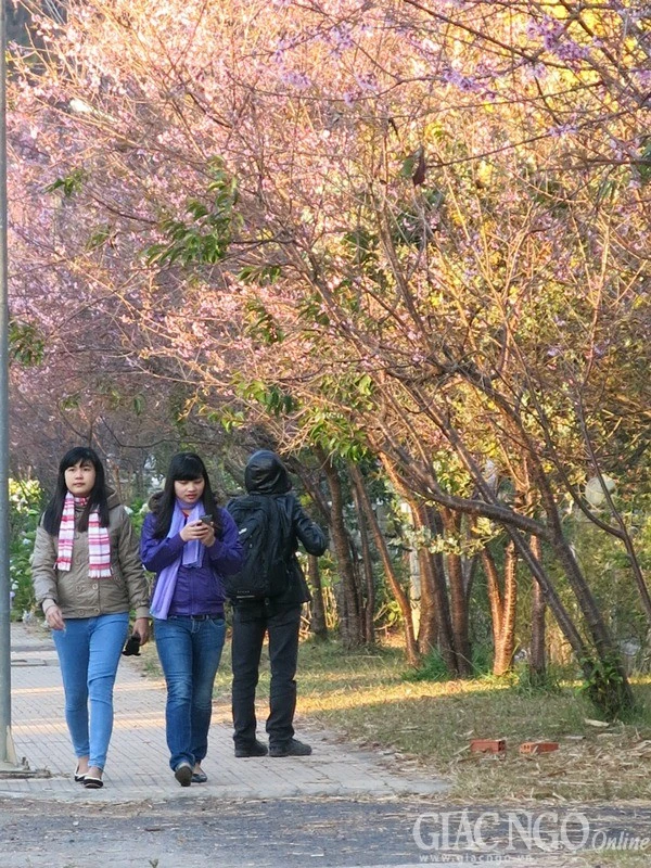 Ngắm mai anh đào tuyệt đẹp giữa Đà Lạt ngàn hoa ảnh 5 dalat05.jpg