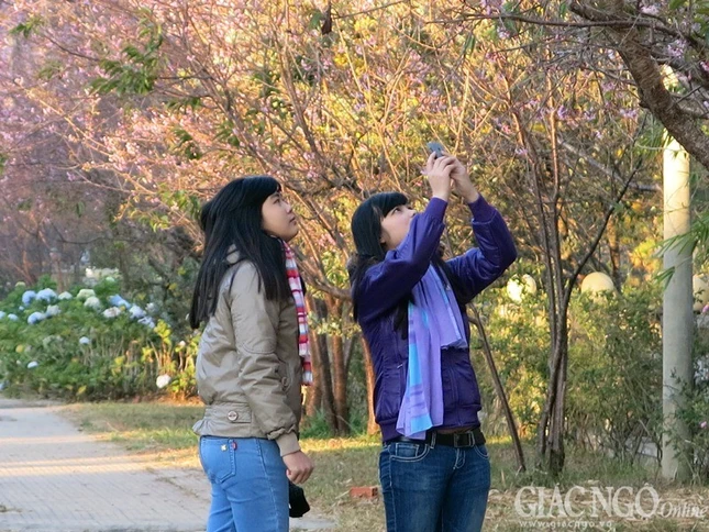 Ngắm mai anh đào tuyệt đẹp giữa Đà Lạt ngàn hoa ảnh 6 dalat06.jpg